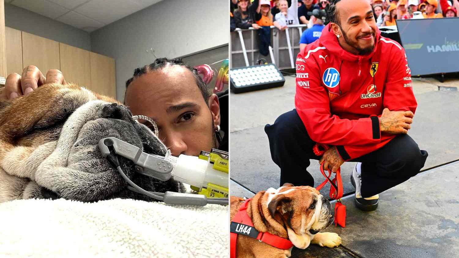 lewis-hamilton-roscoe-bulldog-pneumonia-hospital-coma_3.jpg